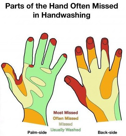 Parts of the Hand often Missed in Handwasking (2)